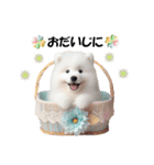 かわいいサモエドの犬スタンプ（個別スタンプ：28）