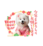 かわいいサモエドの犬スタンプ（個別スタンプ：32）