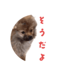 おもしろおちびちゃん達（個別スタンプ：30）