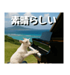 仲良し三匹、音楽祭編（個別スタンプ：25）