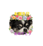 ペロちゃん動くスタンプ（個別スタンプ：10）