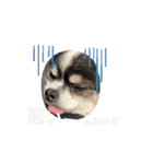 ペロちゃん動くスタンプ（個別スタンプ：11）