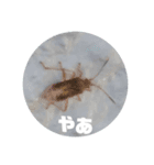 とりねこ公式とりスタンプ2！！（個別スタンプ：8）