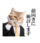 リアルサラリーマン猫（個別スタンプ：33）