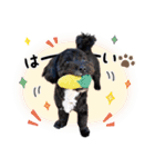 マルプー福★日常スタンプ パピー編（個別スタンプ：4）