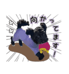 マルプー福★日常スタンプ パピー編（個別スタンプ：14）