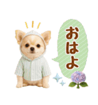 大人可愛いチワワで梅雨の気づかい敬語（個別スタンプ：2）
