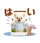 大人可愛いチワワで梅雨の気づかい敬語（個別スタンプ：3）