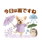 大人可愛いチワワで梅雨の気づかい敬語（個別スタンプ：5）