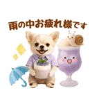 大人可愛いチワワで梅雨の気づかい敬語（個別スタンプ：7）