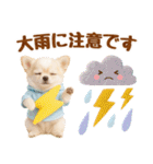 大人可愛いチワワで梅雨の気づかい敬語（個別スタンプ：14）