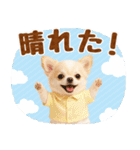 大人可愛いチワワで梅雨の気づかい敬語（個別スタンプ：16）