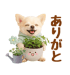 大人可愛いチワワで梅雨の気づかい敬語（個別スタンプ：17）