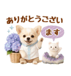 大人可愛いチワワで梅雨の気づかい敬語（個別スタンプ：18）