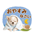 大人可愛いチワワで梅雨の気づかい敬語（個別スタンプ：20）