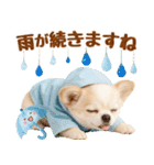 大人可愛いチワワで梅雨の気づかい敬語（個別スタンプ：21）