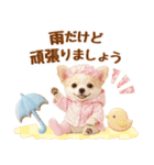 大人可愛いチワワで梅雨の気づかい敬語（個別スタンプ：22）