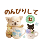 大人可愛いチワワで梅雨の気づかい敬語（個別スタンプ：24）
