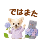 大人可愛いチワワで梅雨の気づかい敬語（個別スタンプ：31）