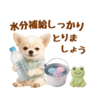 大人可愛いチワワで梅雨の気づかい敬語（個別スタンプ：35）