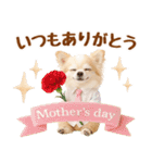 大人可愛いチワワで梅雨の気づかい敬語（個別スタンプ：39）