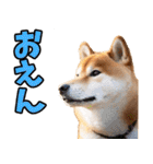 岡山弁☆柴犬（個別スタンプ：2）