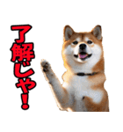 岡山弁☆柴犬（個別スタンプ：3）