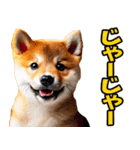 岡山弁☆柴犬（個別スタンプ：5）