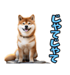岡山弁☆柴犬（個別スタンプ：6）