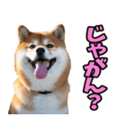 岡山弁☆柴犬（個別スタンプ：7）