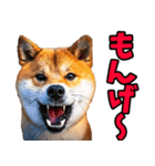 岡山弁☆柴犬（個別スタンプ：8）