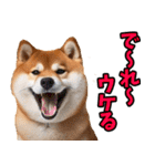 岡山弁☆柴犬（個別スタンプ：9）