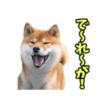 岡山弁☆柴犬（個別スタンプ：10）