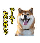 岡山弁☆柴犬（個別スタンプ：12）