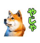 岡山弁☆柴犬（個別スタンプ：13）