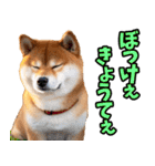 岡山弁☆柴犬（個別スタンプ：15）
