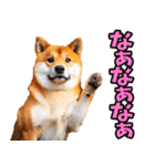 岡山弁☆柴犬（個別スタンプ：16）