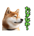岡山弁☆柴犬（個別スタンプ：18）
