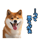 岡山弁☆柴犬（個別スタンプ：19）