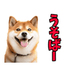 岡山弁☆柴犬（個別スタンプ：20）