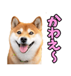 岡山弁☆柴犬（個別スタンプ：22）