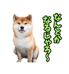 岡山弁☆柴犬（個別スタンプ：23）