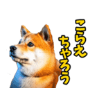 岡山弁☆柴犬（個別スタンプ：24）
