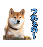 岡山弁☆柴犬（個別スタンプ：25）