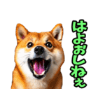 岡山弁☆柴犬（個別スタンプ：26）