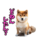 岡山弁☆柴犬（個別スタンプ：27）