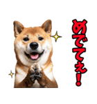 岡山弁☆柴犬（個別スタンプ：28）