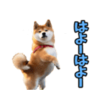 岡山弁☆柴犬（個別スタンプ：29）