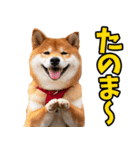 岡山弁☆柴犬（個別スタンプ：30）