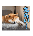 岡山弁☆柴犬（個別スタンプ：31）